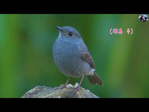 鉛色水鶇-2021新編台灣野鳥集錦.特有亞種野鳥.(Wild Birds of Taiwan) - YouTube