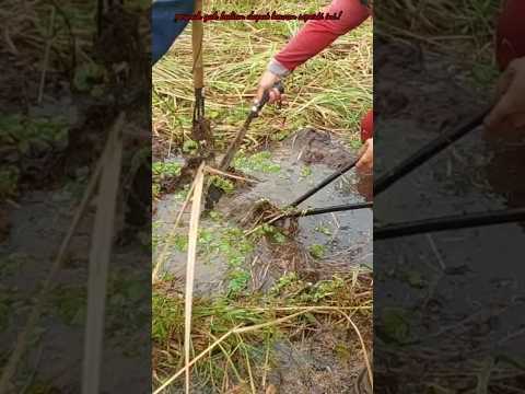 Di gegerkan penemuan mahluk ini ketika mencari ikan.