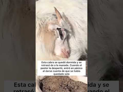 La cabra se queda dormida.