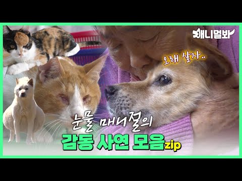 눈물 매니절↗↗가 추천하는 멍냥이 레전드 감동 사연 모음집😭💦ㅣTouching Dogs and Cats Story Compilation