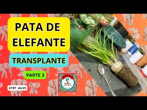 # 2 PATAS DE ELEFANTE,  IMPERDÍVEL!    #paulobonsai ​​​​​​​​​​​😉😍