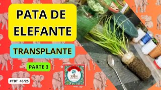 # 2 PATAS DE ELEFANTE,  IMPERDÍVEL!    #paulobonsai ​​​​​​​​​​​😉😍