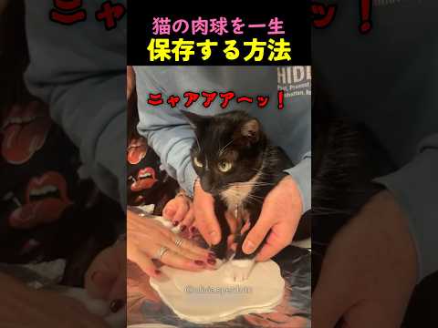 猫の肉球を一生保存する方法
