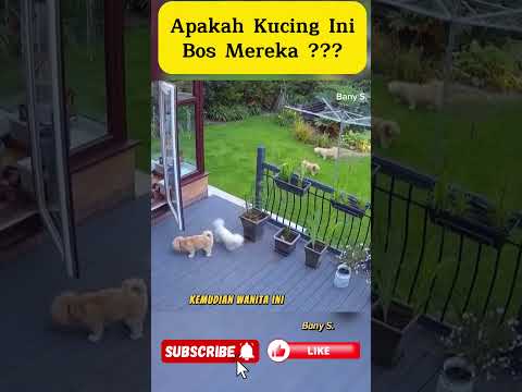 Apakah kucing ini bos mereka ?? #feed #kucing #shorts