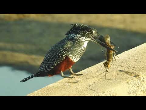 Giant Kingfishers swallow a Redclaw crayfish whole in Kruger National Park