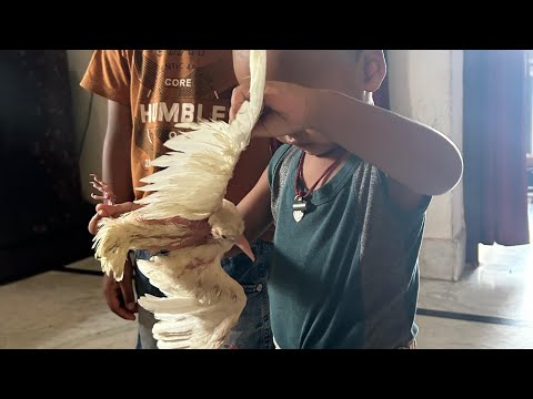 Manas, Mitansh ka masti  कबूतर के साथ   #trending #video