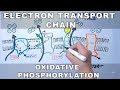 Cellular Respiration and Electron Transport