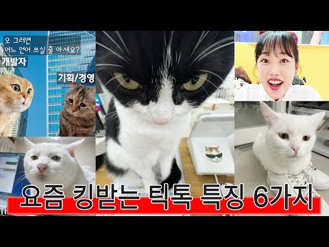 요즘 킹받는 틱톡 특징 | 고양이산책