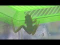 American Green Tree Frog Facts