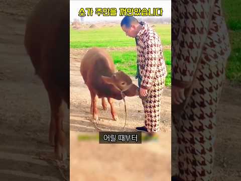 "팔려간 송아지, 울면서 돌아왔다 #감동 #실화사연 #감동실화 #쇼츠