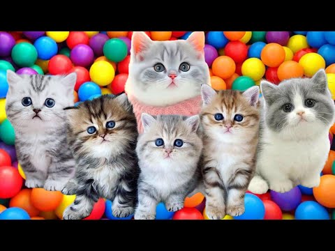 ANAK KUCING MEONG MEONG | Lagu Anak - Anak | Kompilasi Kucing Lucu Si Meong Kucing Lucu