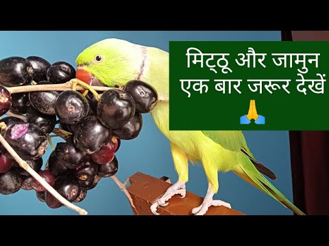 मिट्ठू और जामुन एक बार जरूर देखें 🙏#video #parrot #talkingparrot #viral @alexparrot829
