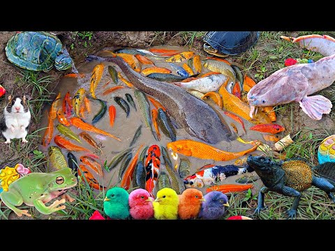 Petualangan seru! Menangkap ikan lele monster di kolam misterius, Ikan koi, Ikan cupang, ikan hias