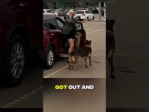 Dog Saves the Day by Reminding Mom About Baby Stroller! #kindness #wholesome