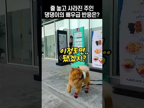 주인이 사라지자 두리번거리는 댕댕이, 이 행동의 진짜 이유는?