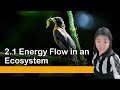 Energy Flow in Ecosystems