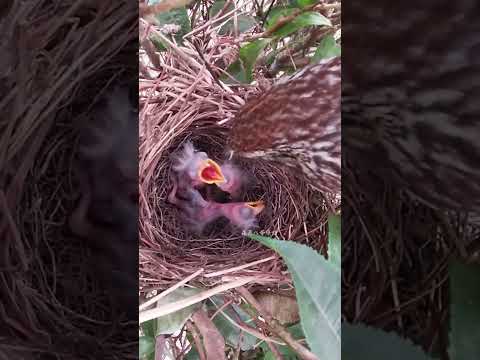 The follow-up of the clever bird mother throwing away the cuckoo eggs聪明的鸟妈妈扔掉杜鹃鸟蛋的后续 #nature #cuckoo