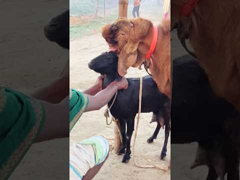 Goat Farming Business Idea। animal lover #shortvideo #shorts #sortsvideo 2024 #sorts ep2 12janb