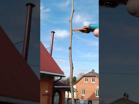 🍐КАК ОБРЕЗАТЬ МАКУШКУ У ГРУШИ🌳 #сад #обрезка #груша