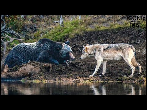 खूंखार जानवर जब आमने सामने हो | Fight Between a Bear and a Pack of Wolves with a Reindeer