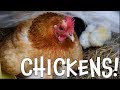 Chickens: Fascinating Facts and Features