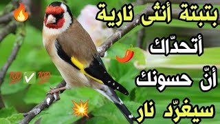 🔥#بتبتة و نداء الأنثى، مميزة و فعالة جدا لتهييج و تحفيز #الحسون على الغناء 👍 أتحداك ان يصمت حسونك✅🔥