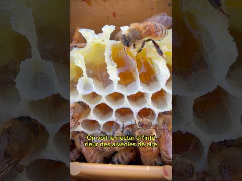 C’est plein ! Les abeilles sont incroyables !🐝 #abeille #apiculture #miel #ruche