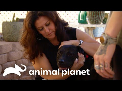 Jackson the Pit Bull Is Absolutely Spoiled  | Pit Bulls and Parolees | Animal Planet