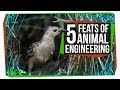 Animal Behavior and Adaptations