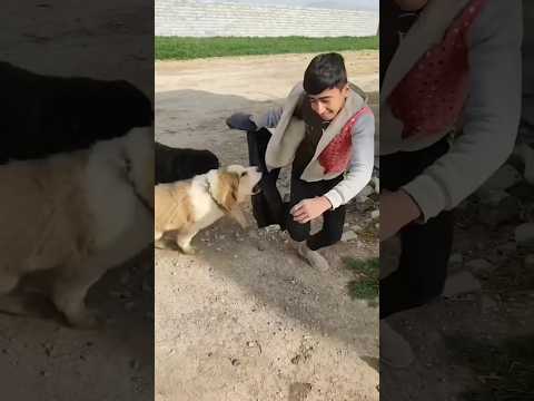 حمله سگهای گله به انسان .dog iran sarabe.shorts #