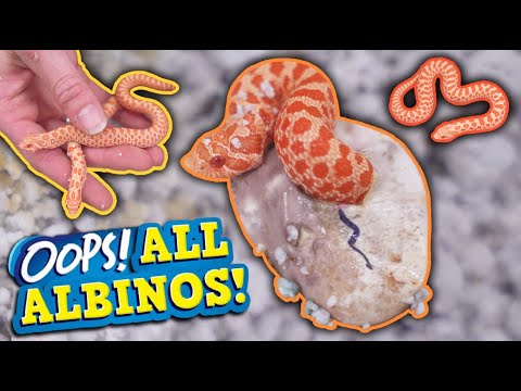 All Albino Hognoses Hatching!