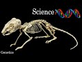 Chinchilla Genetics and Color Traits
