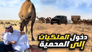دخول ابل الامير ناصر لمحمية الشمال