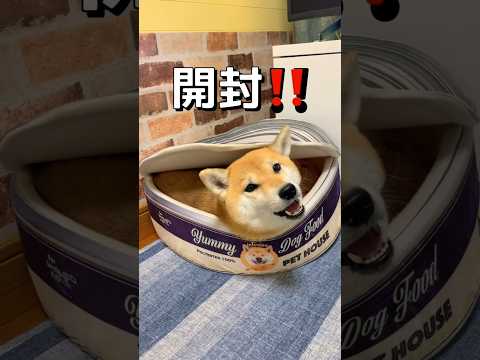 蓋はいらなかったらしい😂#柴犬 #shibainu #shorts