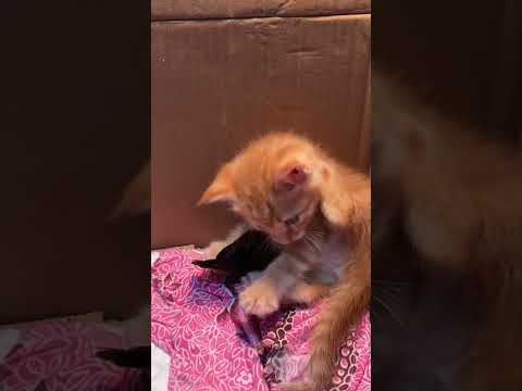 c magnifique vidéo chat oronge ☺️☺️☺️☺️☺️☺️☺️☺️☺️☺️☺️☺️☺️☺️☺️☺️☺️
