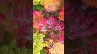 Amazing Colourful Tree 🌲Drone HD #shorts