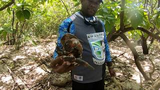 Coconut Crab