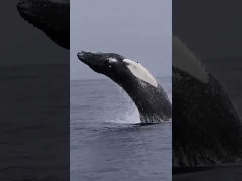 Agar log blue whale sambandh 😱❌# facts#scienceknowledge#cainsa#shortvidieo