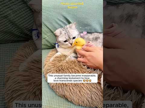 Cat raised duckling as his own🥰😘#animals #shorts #short #viralvideo #viralshorts #shortsvideo #love