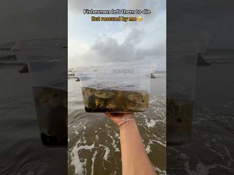 🐡 A happy ending - Watch the inspiring rescue of these Cute fish 🥺
