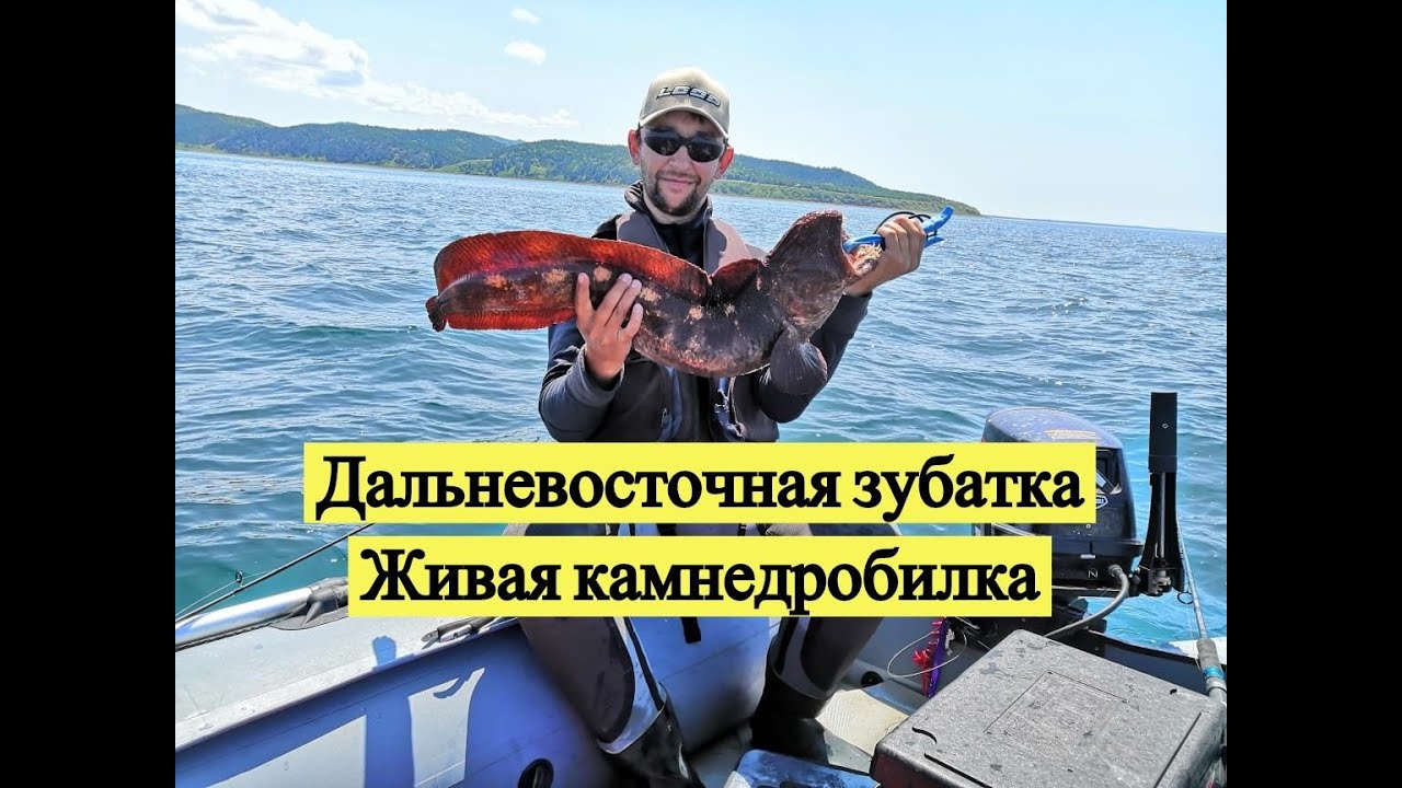 Дальневосточная зубатка. Живая камнедробилка