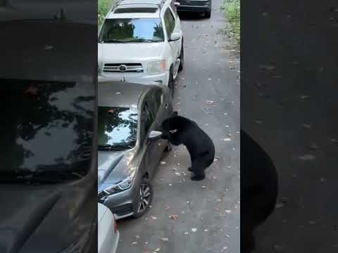 Does State Farm cover bears…? 🤣