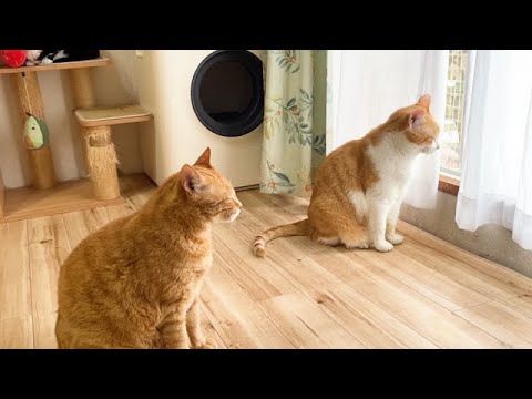 子猫たちが巣立っていき、外を眺める先住猫
