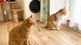 子猫たちが巣立っていき、外を眺める先住猫