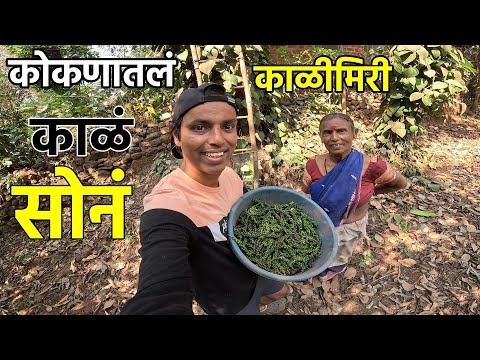 कोकणातलं काळं सोनं - काळीमिरी | Black Paper Harvesting | Kali Mirch | Konkan Sanskruti