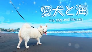 愛犬と海へ行ったら○○がコワくて逃亡w