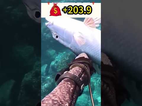 Catch Big Fish 💰203.9 #fishing #catchbigfish #seafood #shortsfeed