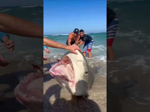 No jokes with sharks, stay away #shorts