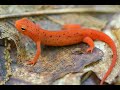 Eastern Newt Life Cycle and Characteristics