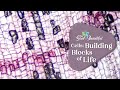 Cell Biology Concepts and Functions